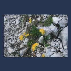 2010-07-09_17-04_Karwendel-HW_Grat8_Abstieg_Berg-Blumen-gelb (1).JPG